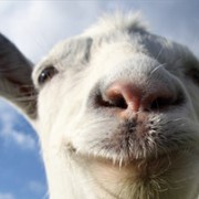 goat simulator